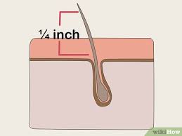 Your brazilian wax should last between 2 to 3 weeks before you see any hair growth. How To Prepare For A Bikini Waxing 9 Steps With Pictures