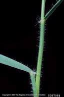 barb goatgrass: Aegilops triuncialis (Cyperales: Poaceae): Invasive ...