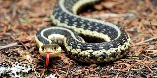 get rid of garter snakes