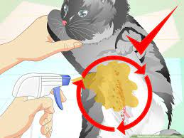 herbal flea remedy for cats