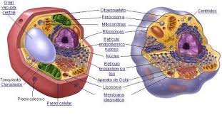 las células ciencia y biología