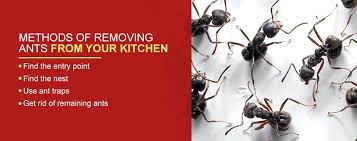 get rid of ants in your kitchen