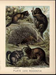 Mert meghaltam a cukiságtól, és nem beszélünk eleget a vadcsillákról. Amazon Com Chinchilla Porcupine Coypu Viscacha Rodents 1880 Great Old Color Animal Print Entertainment Collectibles