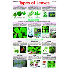 Chart No 132 Types Of Leaves