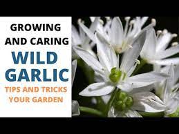 Growing Wild Garlic Allium Ursinum A