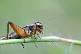 How To Get Rid Of Cricket Noise At