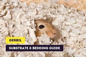 gerbil substrate bedding safe and