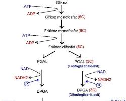 Glikoliz yolu resmi