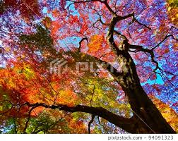 autumn leaves in shinjuku gyoen stock