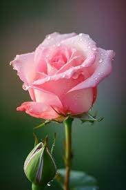 beautiful rose images free