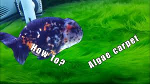 green algae carpet how to guide you