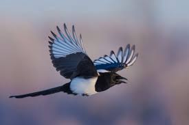 living with magpies montana fwp