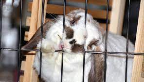 your rabbit chewing their hutch