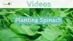 Planting Fall Spinach On A