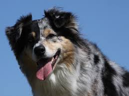 Find australian shepherd puppies and breeders in your area and helpful australian shepherd information. Miniature Australian Shepherd Puppies And Dogs For Sale Near You
