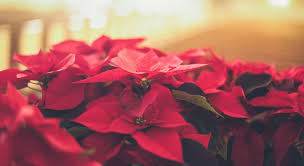 holidays with poinsettia donations