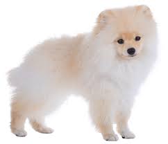 pomeranian dog breed facts and