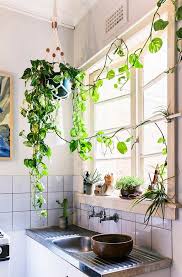80 ways to decorate home with plants