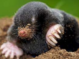 Specieswatch: the secret lives of moles | Animals | The Guardian