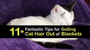 best tips for removing cat hair from