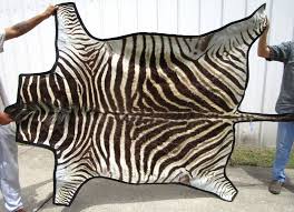 tan striped zebra skin hide rug grade