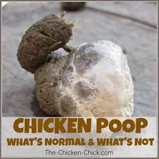 Whats The Scoop On Chicken Poop The Digestive System