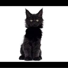 black maine cat guide unveiling