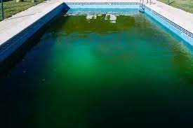 swimming pool algae cause effects