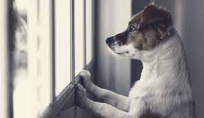 Macht onlinetraining für mehrhundehalter überhaupt sinn? Alleine Zuhause Archive Akademie Hund Wissenschaftlich Fundiertes Hundetraining
