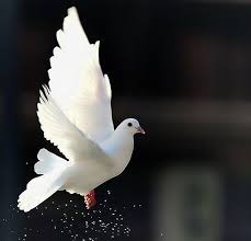 beautiful bird dove dom