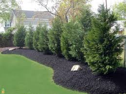 the best fast growing evergreen trees