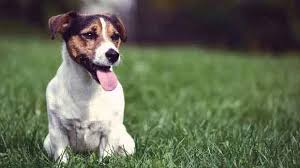 Maybe you would like to learn more about one of these? Is My Dog Allergic To Grass Petcarerx