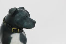 Staffordshire Bull Terrier Dog