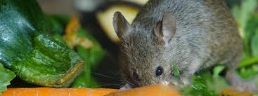 Do Certain Plants Attract Mice