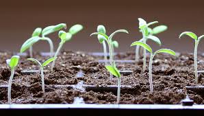 Seed Starting Faqs How To Start Seeds Gardeners Supply