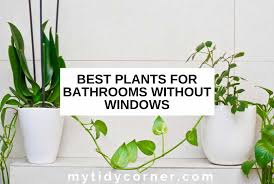 9 Best Plants For Bathrooms Without Windows