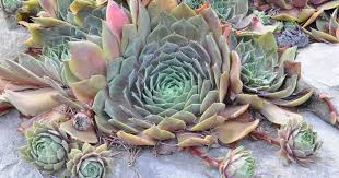 how to grow succulent plants outdoors