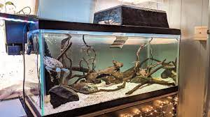 my 40 gallon turtle tank tour and