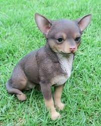 Chihuahua Statue Puppy Dog Chocolate
