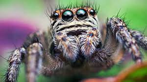 Jumping Spiders Hang By A Thread At