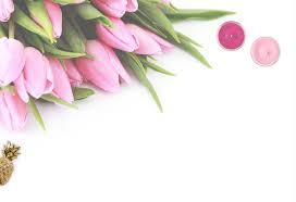 free photo pink tulip flowers with