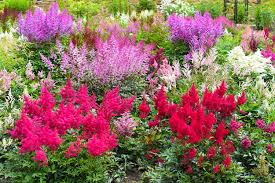 perennial plants with long lasting flowers