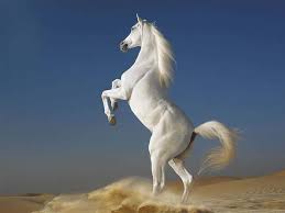 600 horse wallpapers wallpapers com