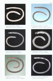 revision of indo pacific garden eels