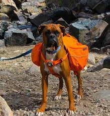 best dog backpacks for hiking of 2023