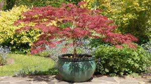 best trees to grow in pots top choices