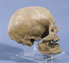 Neanderthal man skull (ca. 5000 BC). Found at the cave of (Photos  Prints,...) #8284093