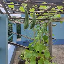 16 Terrace Vegetable Garden Ideas That