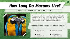 macaw lifespan how long do macaws live