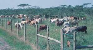Image result for List Of Ranches In Kenya